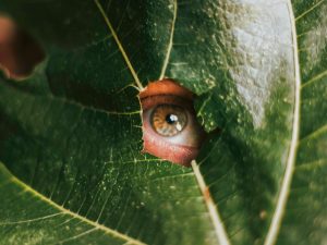 Person looking through a hole in a leaf